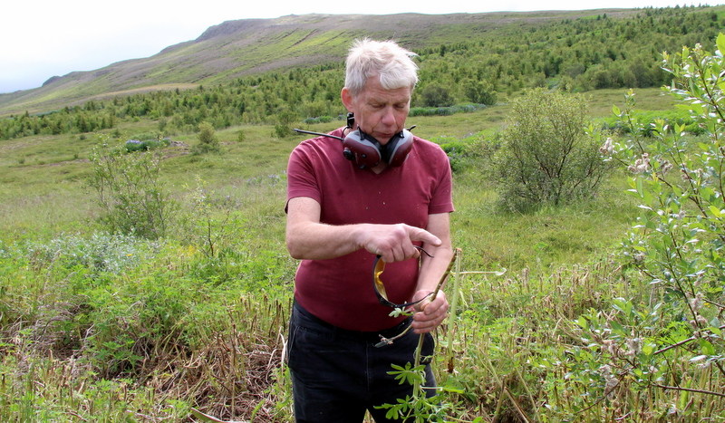 Lúpína með brotinn stilk getur nært blómið og fræin og haldið áfram útbreiðslu sinni, svo mögnuð er hún, segir Pálmi.