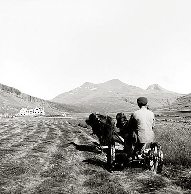 Hestar notaðir við slátt í Brynjudal í Kjós. Ljósmynd: Páll Jónsson.