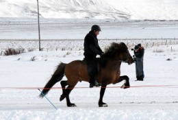 Fróði frá Staðartungu Mynd: Hallrún Ásgrímsdóttir