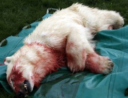 isbirna Birnan Snædís Karen