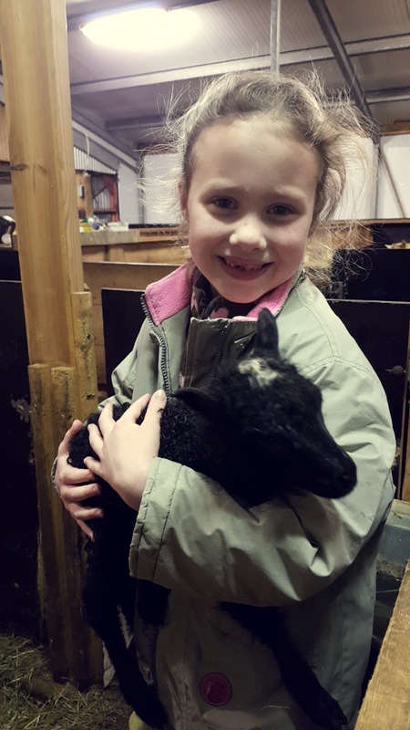 Heimasætan Jóhanna Guðrún með einn fjórlembinganna. Mynd: Jóna Guðrún Ármannsdóttir.