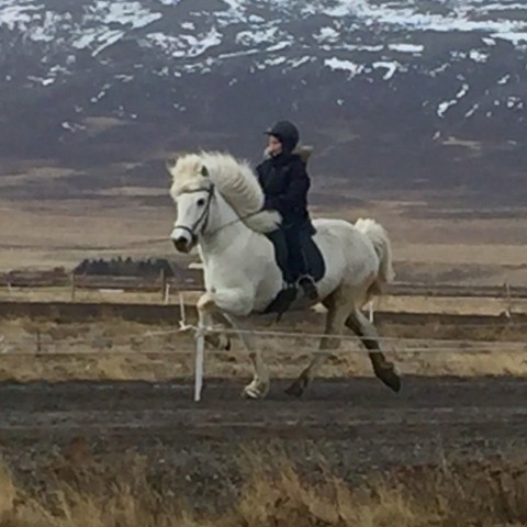 Sigurvegari fjórgangi barnaflokki og stigahæsti knapinn, Þórgunnur Þórarinsdóttir.