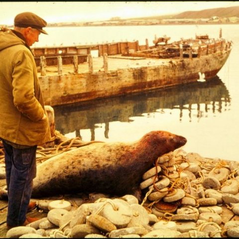 Bjössi Bjöss með dauðan sel og í bakgrunni sést Ernan, ekki upp á sitt besta. Mynd: Gunnar Helgason.