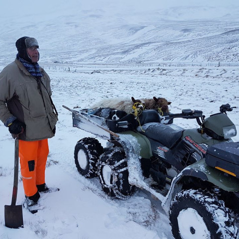 Guðmundur Valtýsson bóndi á Eiríksstöðum í Svartárdal. Hér er hann ásamt hundinum sínum og tveimur lömbum. Guðmundur hefur til fjölda ára, verið hinn mesti garpur að sækja fé í afrétt. Þær eru orðnar ófáar kindurnar sem hann hefur bjargað. 