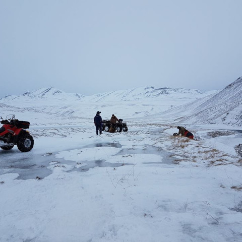 Verið að handsama kindur. Myndin er tekin til suðurs, fram Víðidal