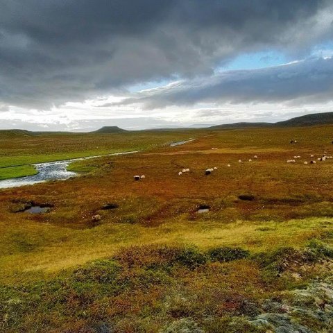 Niðurreksturinn.Eitt af mörgum Búrfellum landsins í fjarska.