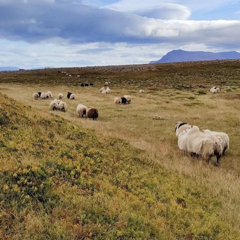 Þarna má sjá fallega dilka.