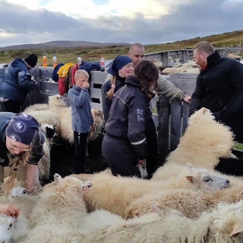 Hvalnesbúið  átti margt í réttunum.