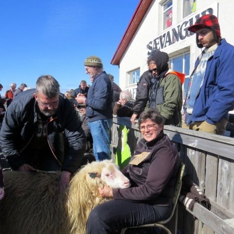 Hafdís Sturlaugsdóttir í Húsavík og hrúturinn Lindi.