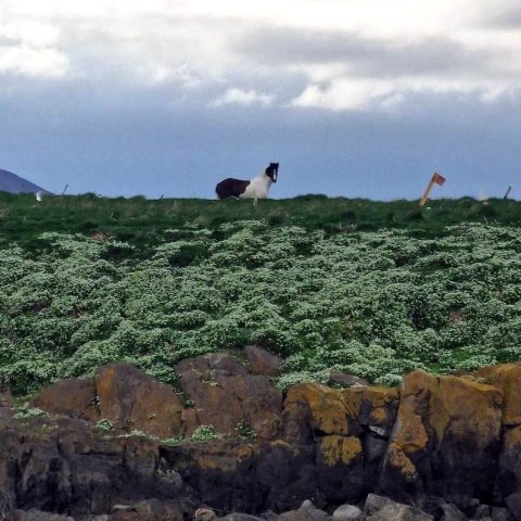 Spókað um í eynni áður en haldið er af stað í land.