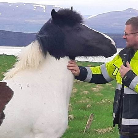 P'all Stefánsson sannfærir hryssuna um að í Lundey gæti hun ekki dvalið lengi.