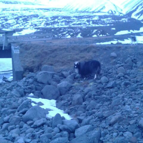 Kindurnar voru vel á sig komnar þrátt fyrir langa dvöl á fjalli