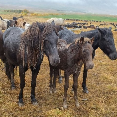 komin-af-fjalli..jpg