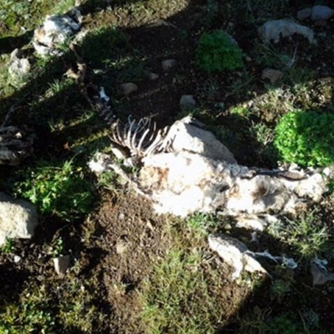 Í september 2014 mætti þessi sjón gangnamönnum sem smöluðu Deildardal, einn af mörgum dölum austanvert í Skagafirði, ræflar af sjö lömbum fundust. Eitt kom sært til réttar, trúlega var dýrið sem olli þessu drepið ári seinna, ekki ver vitað hvort bíturinn 