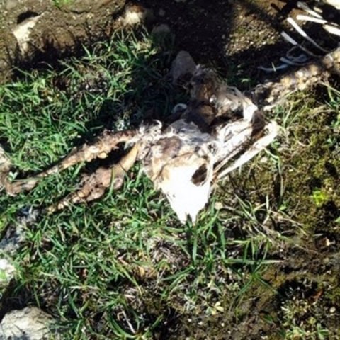 Í september 2014 mætti þessi sjón gangnamönnum sem smöluðu Deildardal, einn af mörgum dölum austanvert í Skagafirði, ræflar af sjö lömbum fundust. Eitt kom sært til réttar, trúlega var dýrið sem olli þessu drepið ári seinna, ekki ver vitað hvort bíturinn 