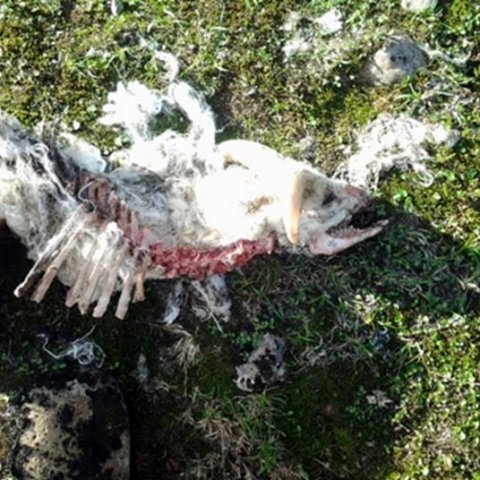 Í september 2014 mætti þessi sjón gangnamönnum sem smöluðu Deildardal, einn af mörgum dölum austanvert í Skagafirði, ræflar af sjö lömbum fundust. Eitt kom sært til réttar, trúlega var dýrið sem olli þessu drepið ári seinna, ekki ver vitað hvort bíturinn 