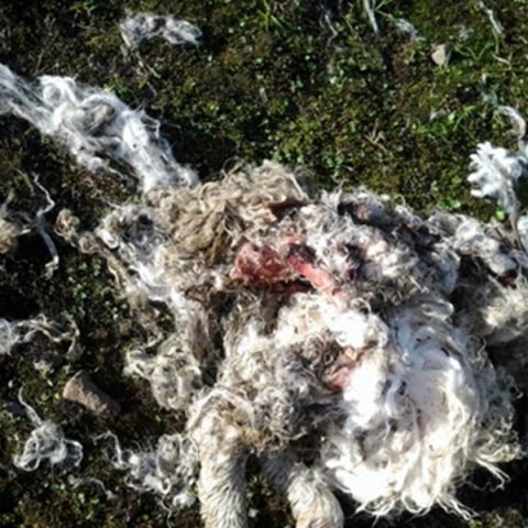 Í september 2014 mætti þessi sjón gangnamönnum sem smöluðu Deildardal, einn af mörgum dölum austanvert í Skagafirði, ræflar af sjö lömbum fundust. Eitt kom sært til réttar, trúlega var dýrið sem olli þessu drepið ári seinna, ekki ver vitað hvort bíturinn 