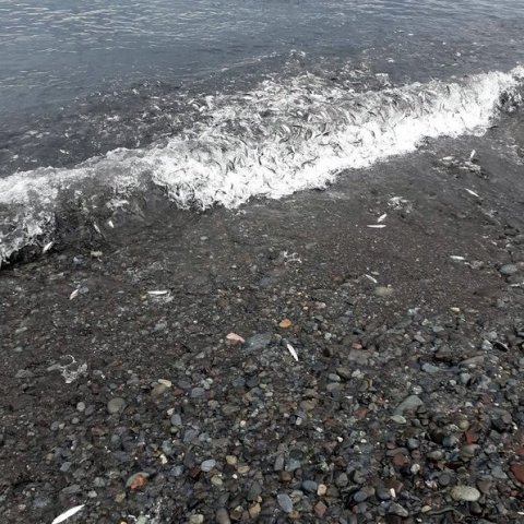 4-109302734_3126593284062288_7206719377873977599_o.jpg
