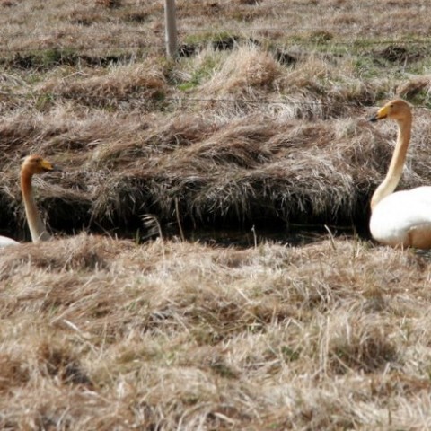 sjomannadagur-082
