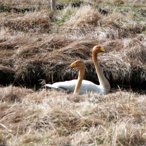 sjomannadagur-083