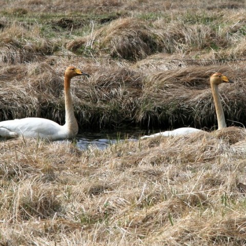 sjomannadagur-085