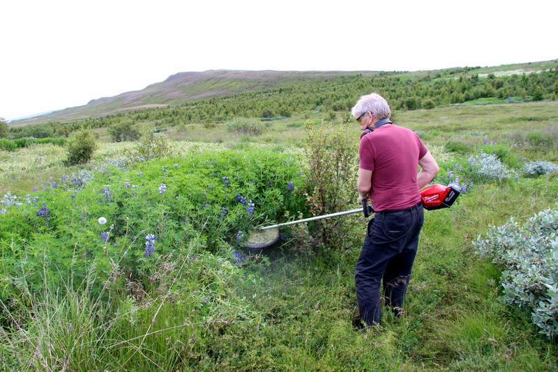 Pálmi er vopnaður rafmagnssláttuorfi og segist eyða um klukkustund í lúpínuskurði í hvert sinn eða meðan rafhlaðan á orfinu endist.