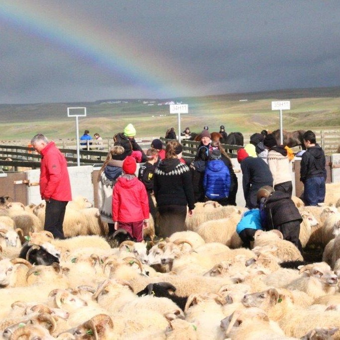 Úr Miðfjarðarrétt. Mynd: Anna Scheving.