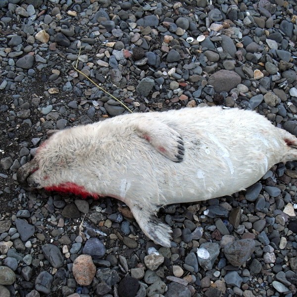 Svekkjandi tap hjá Stólastúlkum