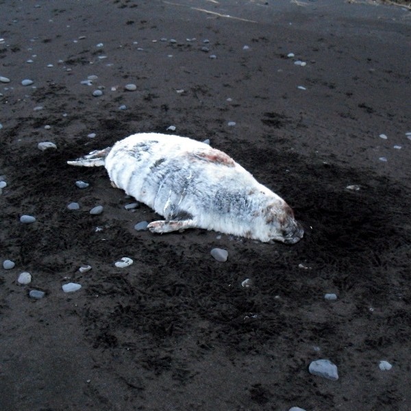Úrslit í British Open á Sauðárkróki