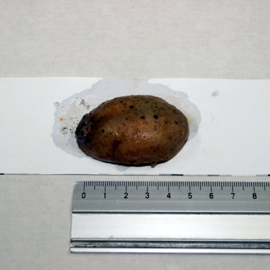 Ókunnugt sjávardýr í Sauðárkróksfjöru