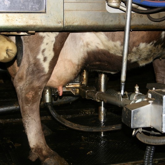 Mjólk og mjólkurafurðir hækka í verði um 3,1%