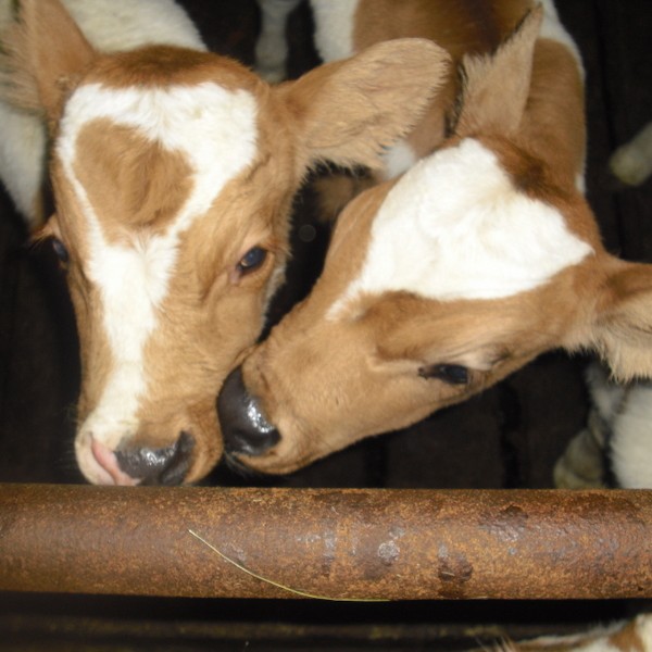 Fræðslufundi á Löngumýri frestað