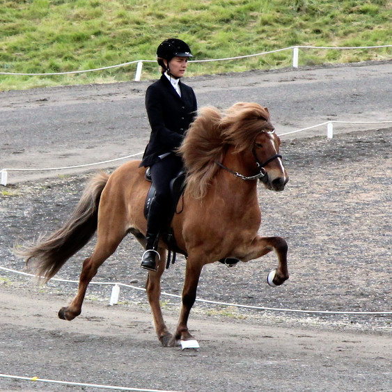 Hér er Birta Ingadóttir og Þrándur frá Sauðárkróki í fjórgangi í gær. Mynd: PF
