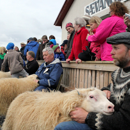 Íslandsmeistaramót í hrútaþukli á Ströndum