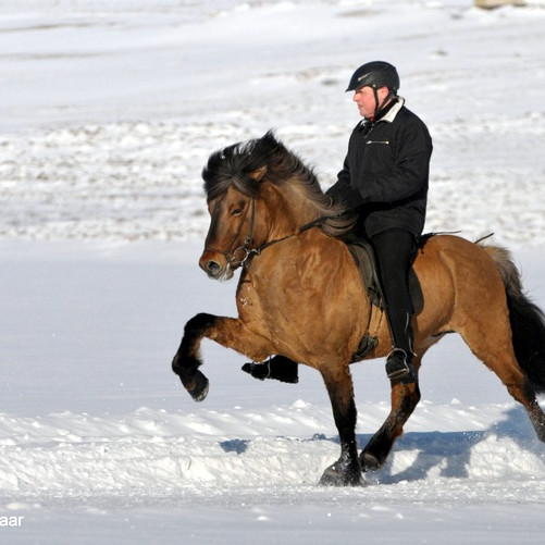 Skapti á Hafsteinsstöðum og Oddi. Mynd: is-landsmot.is