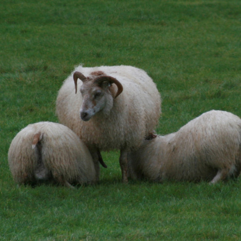 Sauðfjárbændur stefna á að kolefnisjafna allt íslenskt lambakjöt.  Mynd: Ragnar Þorsteinsson