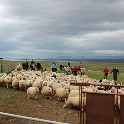 Staðarrétt - fyrri rétt af tveimur