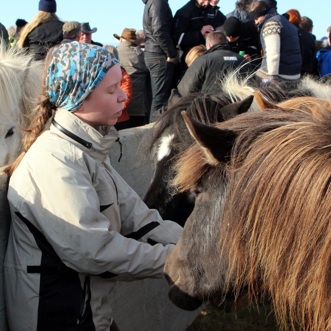 Laufskálarétt – Myndir
