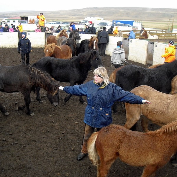 Frá réttarstöfum í Víðidalstungurétt.