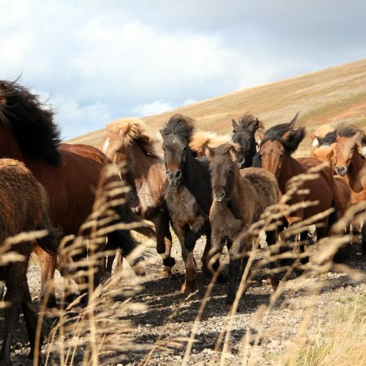 Kynningarfundur um markaðsverkefnið „Íslenski Hesturinn“