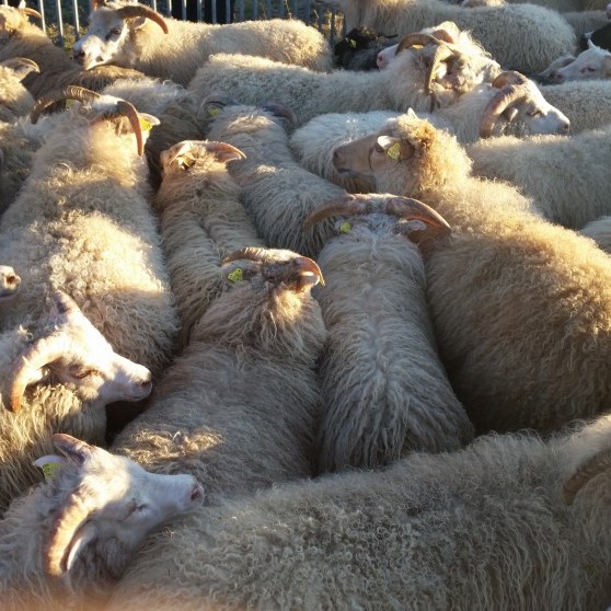 Jóhann Ragnarsson, sauðfjárbónda í Laxárdal III við Hrútafjörð, segir að samningurinn sé verstur fyrir jaðarbyggðir og segist ekki skilja hvernig samningurinn eins og hann liggur nú fyrir geti styrkt þær byggðir eins og yfirlýst markmið er.