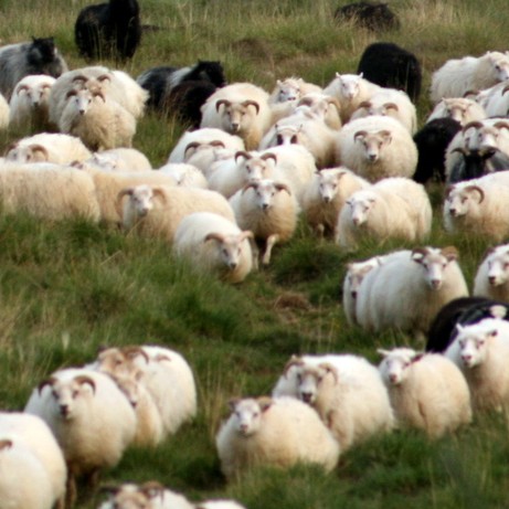 Norðurland vestra með flest sauðfjárbú með yfir 600 kindur
