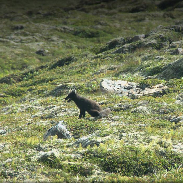 Mórauður refur í Húnaþingi vestra. Mynd: Árborg Ragnarsdóttir