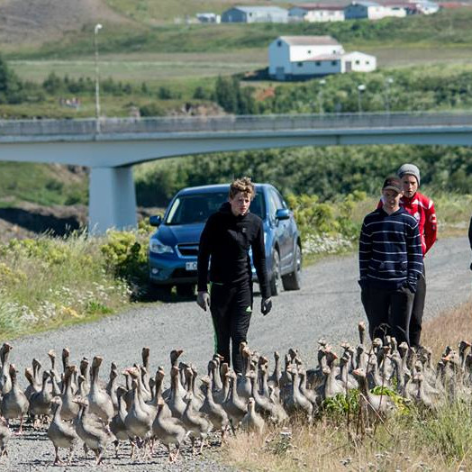 Frá merkingu gæsanna í sumar. Mynd: Húnahornið.
