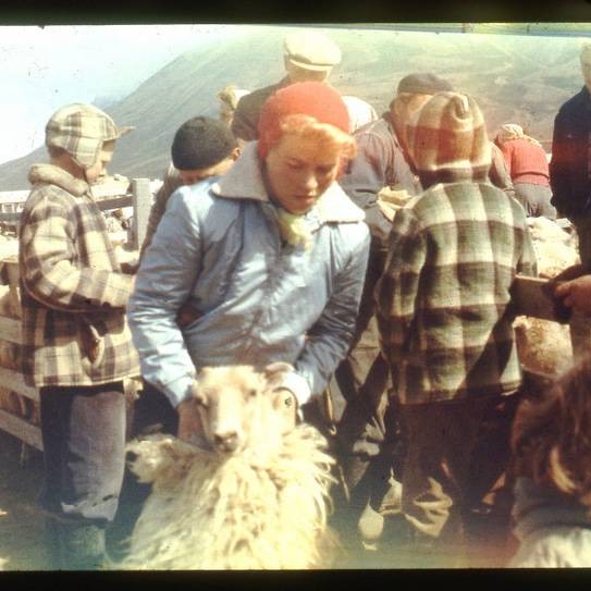 Réttir og göngur helgarinnar - uppfært