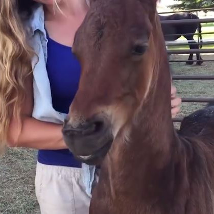 Brosandi hestur - sjáðu myndbandið