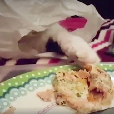 Áttu dýr? Kannast þú við þetta?