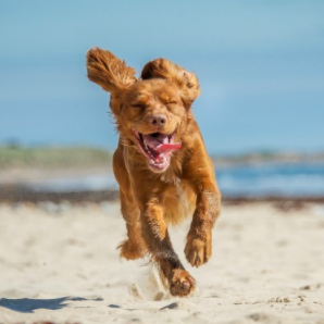 Þetta er ástæðan fyrir því að við elskum hunda - myndband