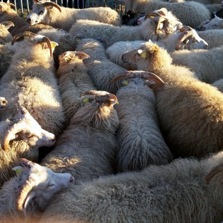 Sauðfé í rétt. Mynd: KSE