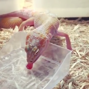 Ánægjusvipurinn þegar maður hefur smakkað á góðu hvítvíni - myndband